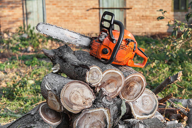 The Steps Involved in Our Tree Care Process in Frazeysburg, OH